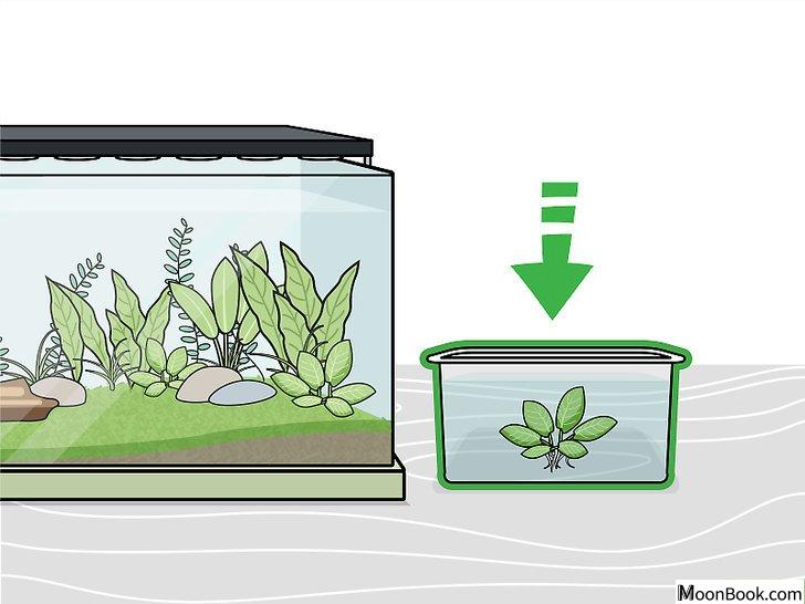 以Grow Freshwater Aquarium Plants Step 7为标题的图片
