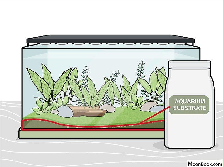 以Grow Freshwater Aquarium Plants Step 8为标题的图片