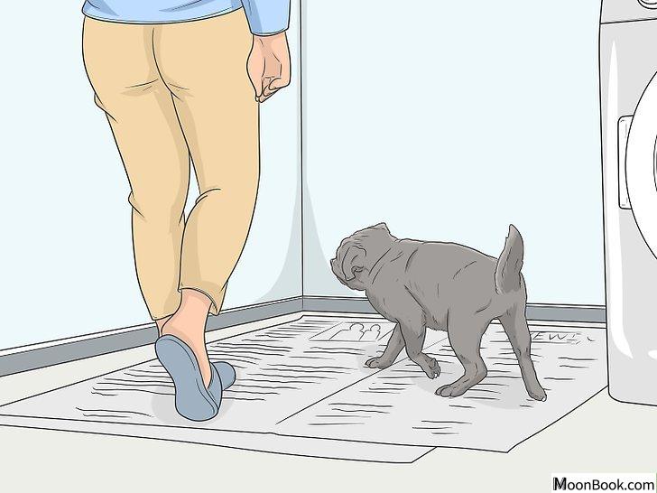 以House Train Your Dog Step 15为标题的图片