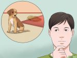 以House Train a Puppy Step 1为标题的图片
