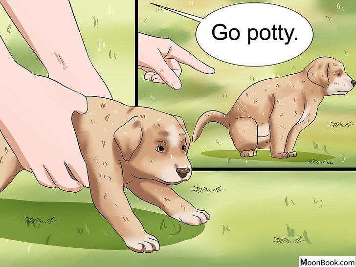 以House Train a Puppy Step 14为标题的图片