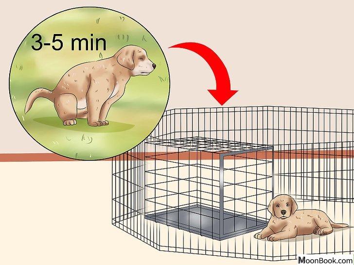 以House Train a Puppy Step 16为标题的图片