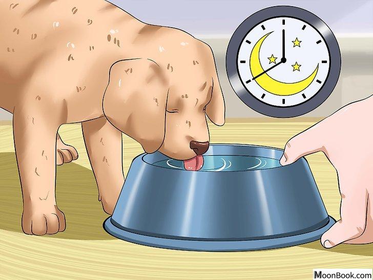 以House Train a Puppy Step 18为标题的图片