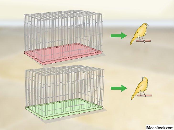 以House a Canary Step 5为标题的图片