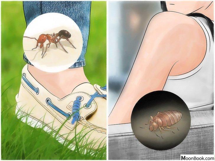 以Identify Insect Bites Step 1为标题的图片