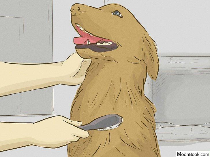 以Keep Your Dog Happy Step 12为标题的图片