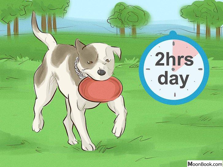 以Keep Your Dog Happy Step 13为标题的图片
