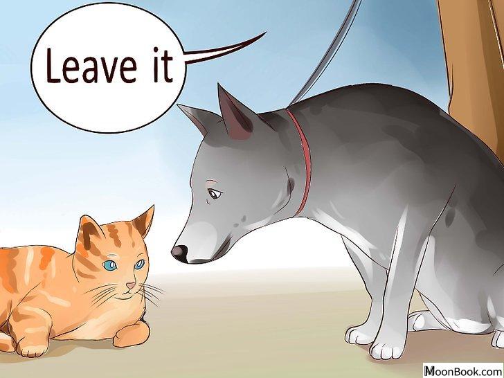 以Keep Your Dog from Chasing Cats Step 10为标题的图片