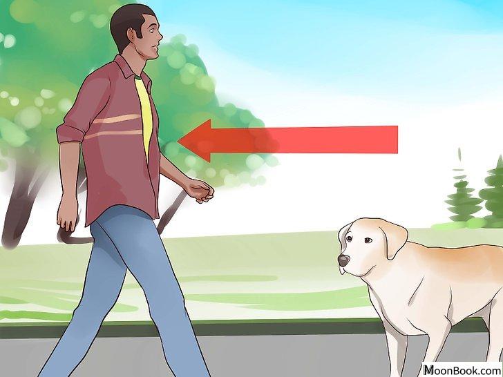 以Keep Your Dog from Chasing Cats Step 14为标题的图片