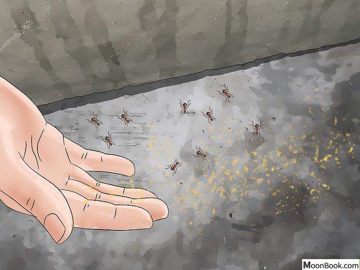 以Kill Ants Step 11为标题的图片