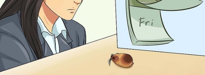 以Know if Your Hamster Is Dying Step 1为标题的图片