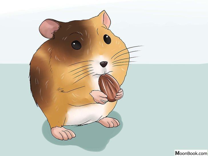 以Know if Your Hamster Is Dying Step 2为标题的图片