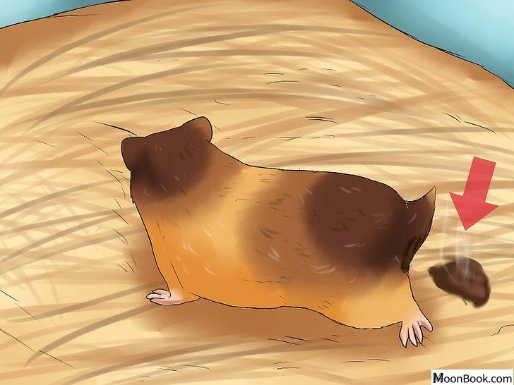 以Know if Your Hamster Is Dying Step 4为标题的图片