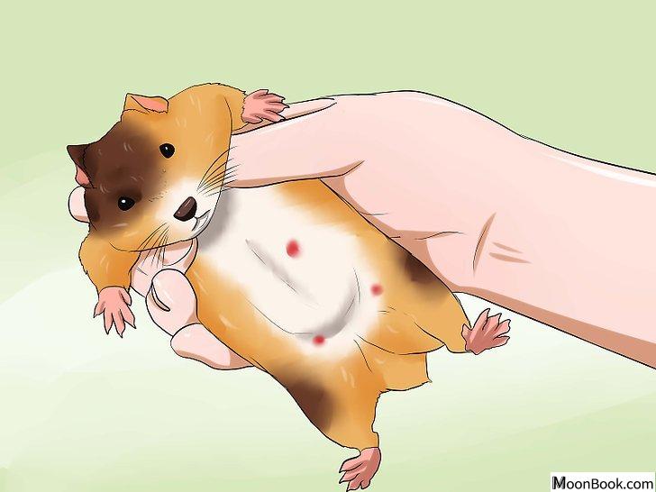以Know if Your Hamster Is Dying Step 5为标题的图片