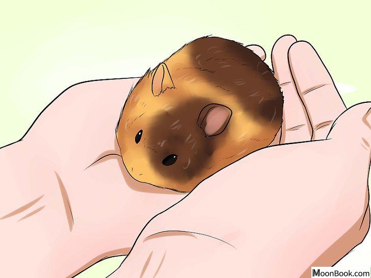 以Know if Your Hamster Is Dying Step 6为标题的图片