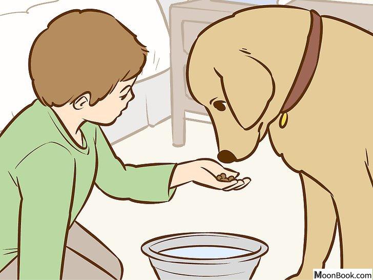 以Persuade Your Parents to Get a Dog Step 12为标题的图片