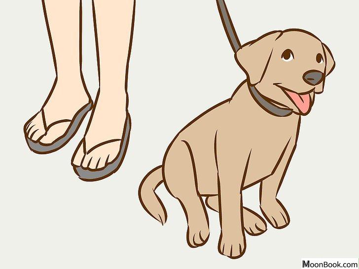 以Persuade Your Parents to Get a Dog Step 14为标题的图片