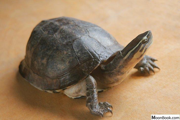 以Pet a Turtle Step 6为标题的图片