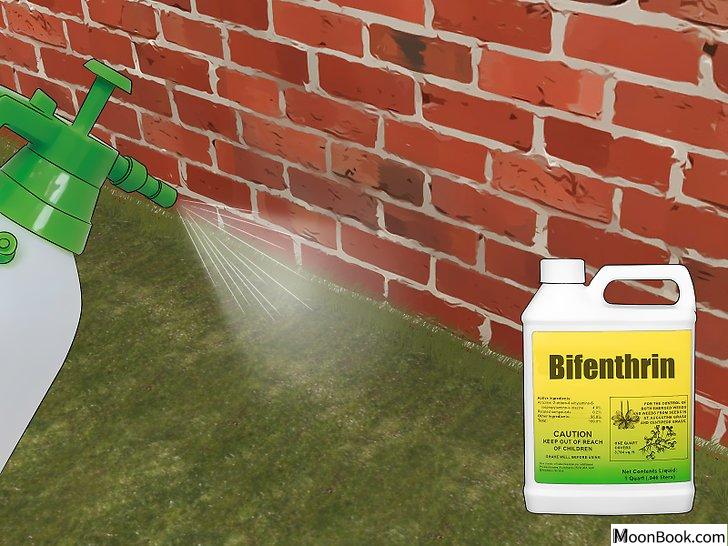 以Prevent Stink Bugs Step 8为标题的图片