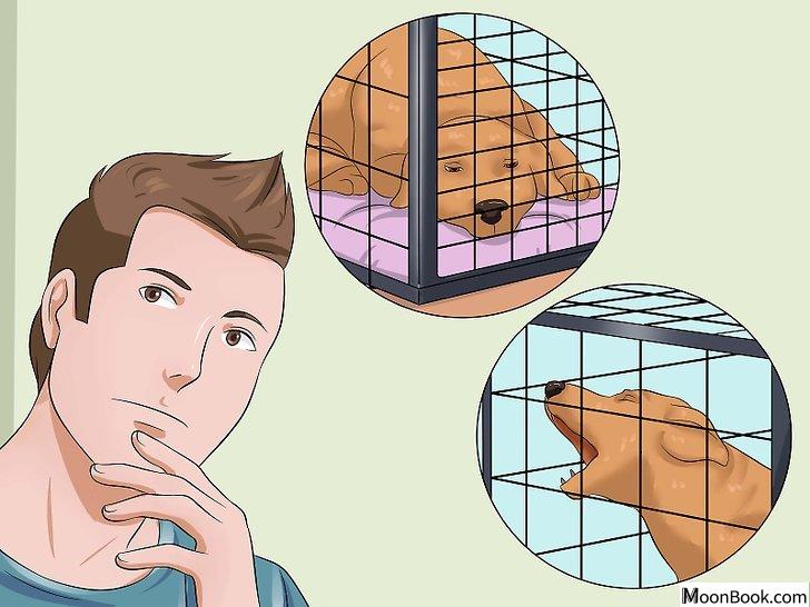 以Prevent a Dog from Defecating in its Crate Step 10为标题的图片