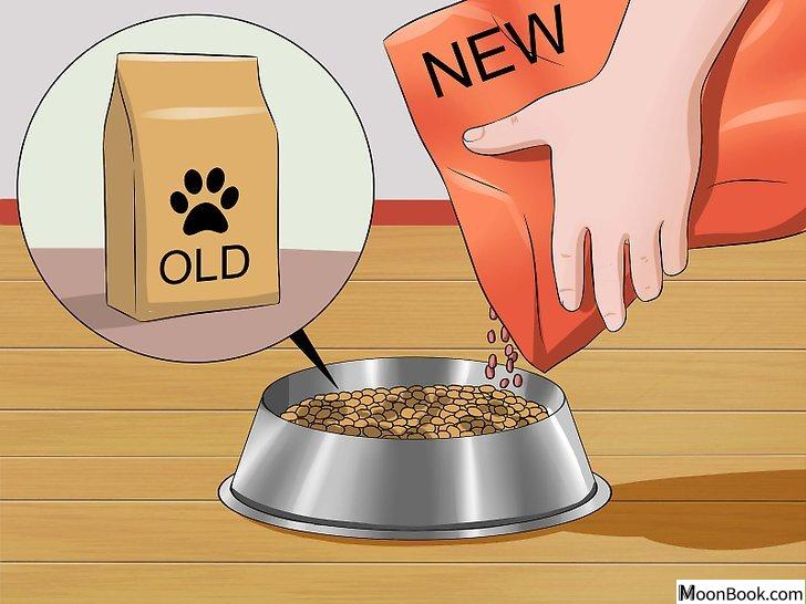 以Prevent a Dog from Defecating in its Crate Step 11为标题的图片