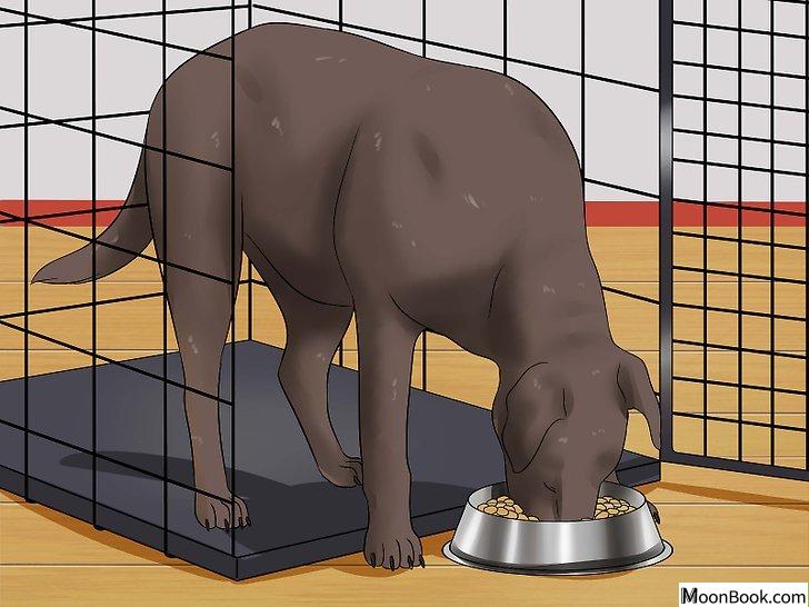 以Prevent a Dog from Defecating in its Crate Step 2为标题的图片