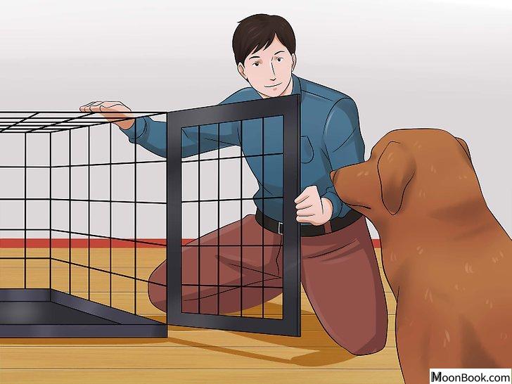 以Prevent a Dog from Defecating in its Crate Step 5为标题的图片