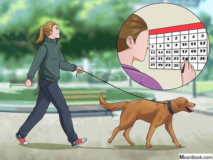 以Prevent a Dog from Defecating in its Crate Step 6为标题的图片