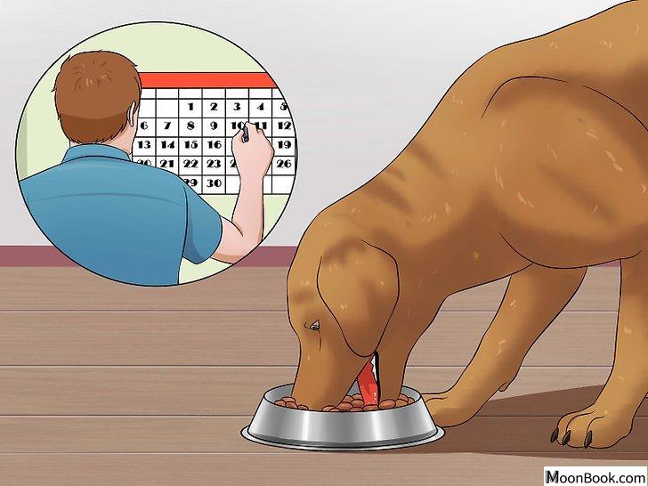以Prevent a Dog from Defecating in its Crate Step 7为标题的图片