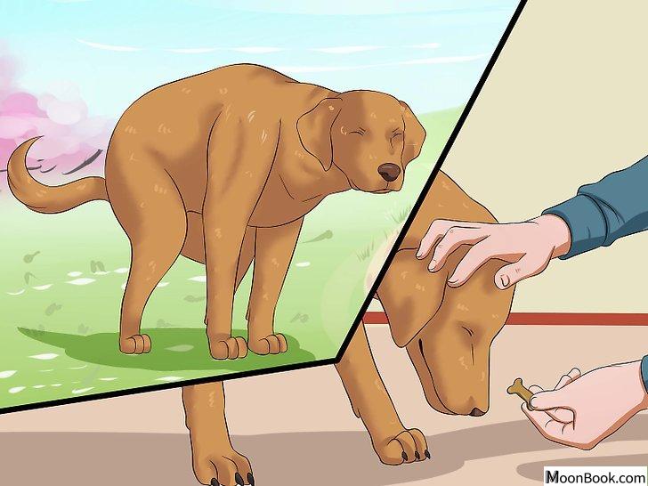 以Prevent a Dog from Defecating in its Crate Step 8为标题的图片