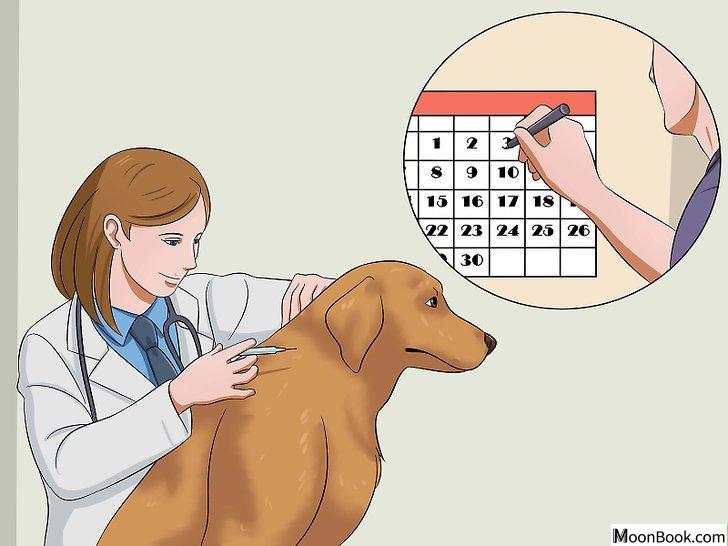 以Prevent a Dog from Defecating in its Crate Step 9为标题的图片