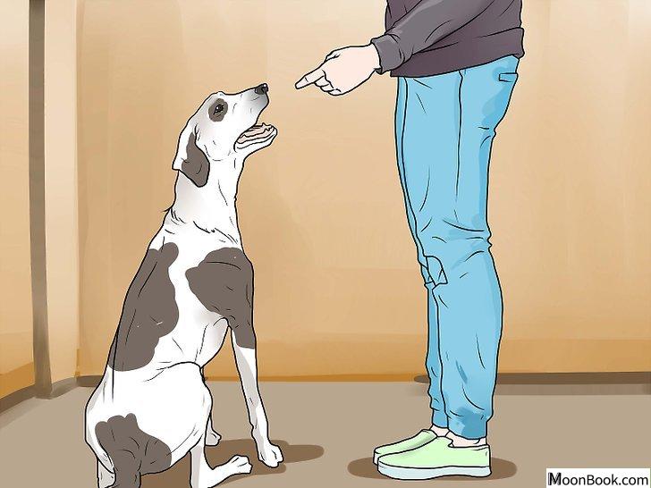 以Punish a Dog Step 1为标题的图片