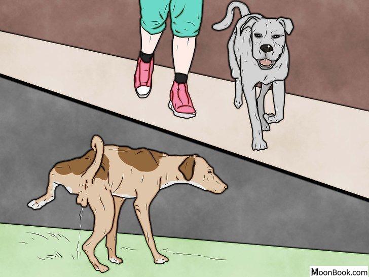 以Punish a Dog Step 10为标题的图片