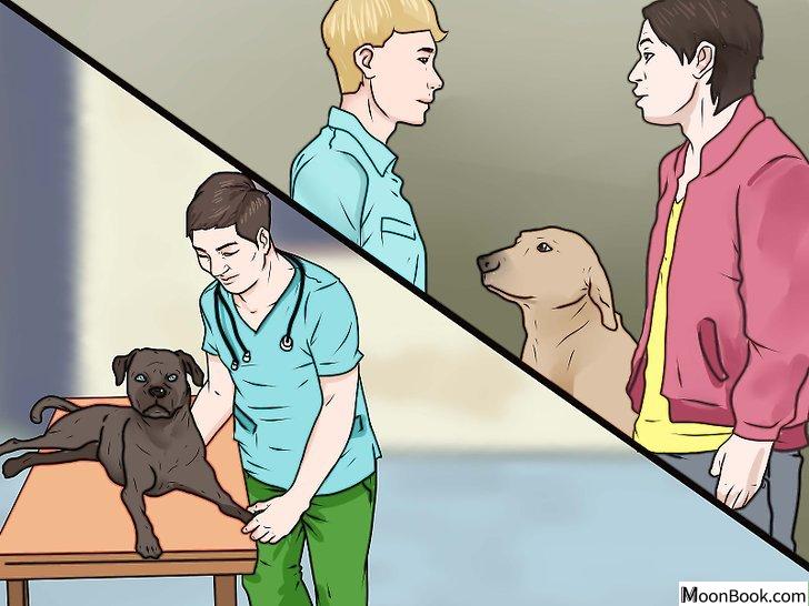 以Punish a Dog Step 11为标题的图片