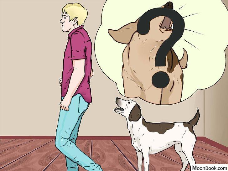 以Punish a Dog Step 3为标题的图片