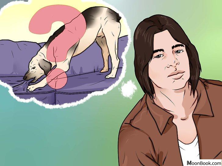以Punish a Dog Step 6为标题的图片