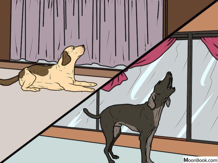 以Punish a Dog Step 7为标题的图片