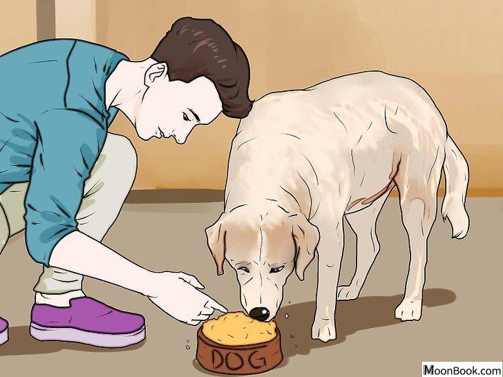 以Punish a Dog Step 8为标题的图片