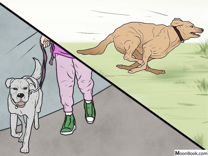 以Punish a Dog Step 9为标题的图片
