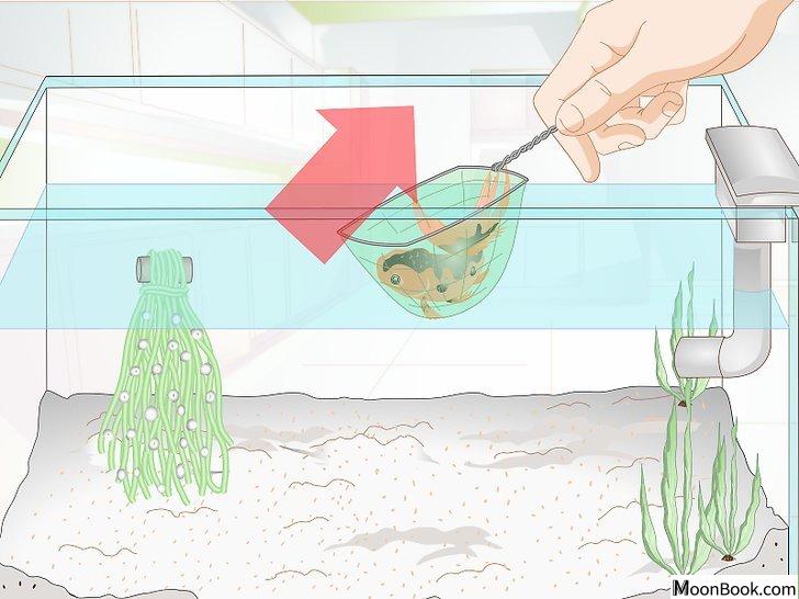 以Raise Goldfish Fry Step 11为标题的图片