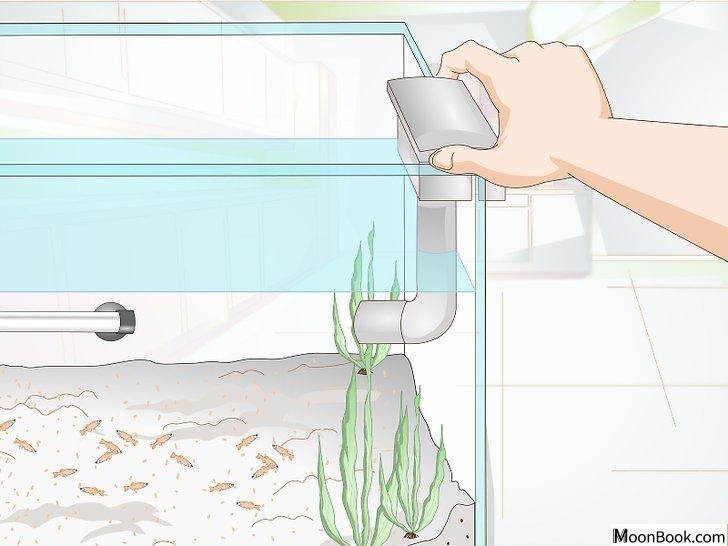 以Raise Goldfish Fry Step 4为标题的图片