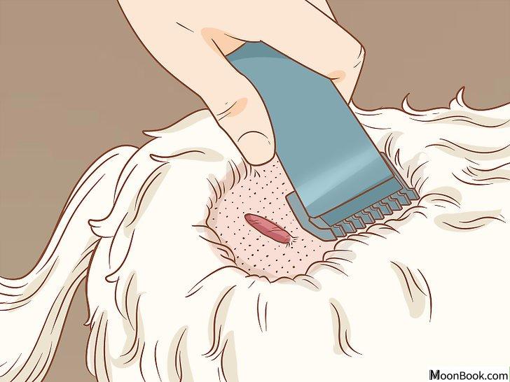 以Remove a Dog’s Skin Tags at Home Step 2为标题的图片