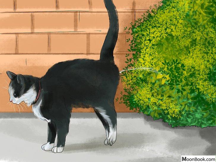 以Retrain a Cat to Use the Litter Box Step 12为标题的图片