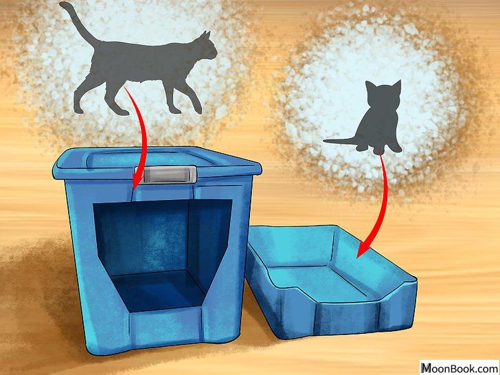 以Retrain a Cat to Use the Litter Box Step 13为标题的图片