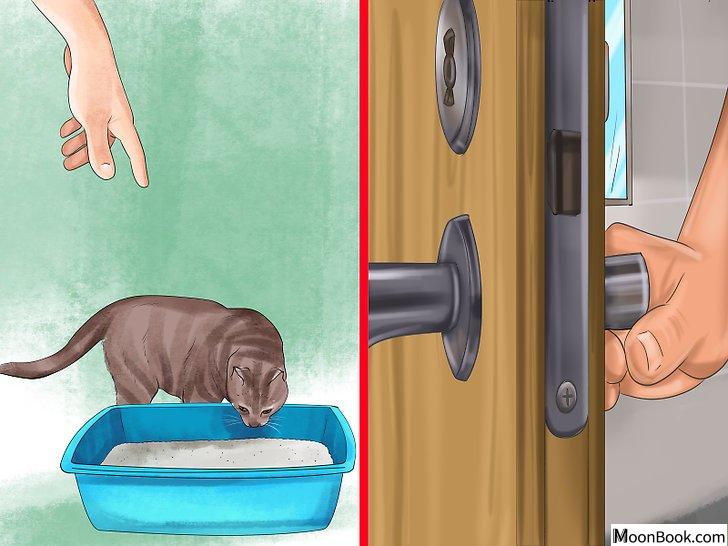 以Retrain a Cat to Use the Litter Box Step 15为标题的图片