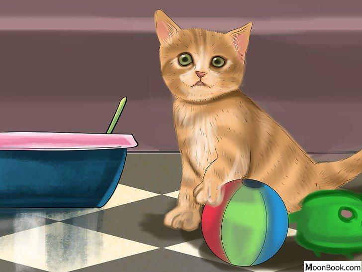 以Retrain a Cat to Use the Litter Box Step 2为标题的图片