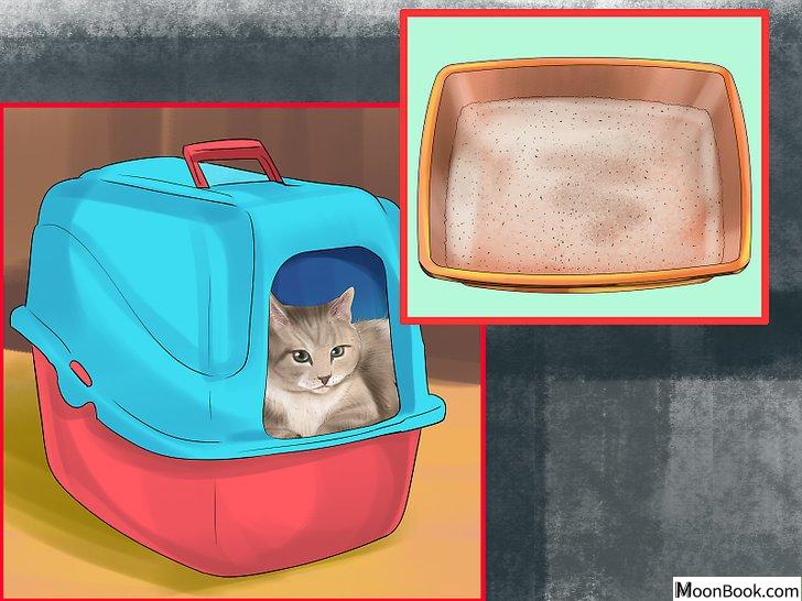 以Retrain a Cat to Use the Litter Box Step 4为标题的图片