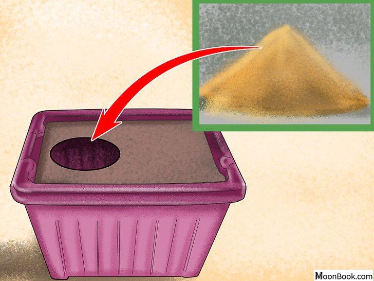 以Retrain a Cat to Use the Litter Box Step 9为标题的图片