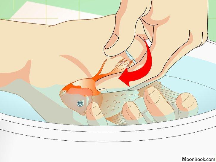 以Revive a Goldfish Step 4为标题的图片