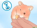 以Sex a Hamster Step 1为标题的图片